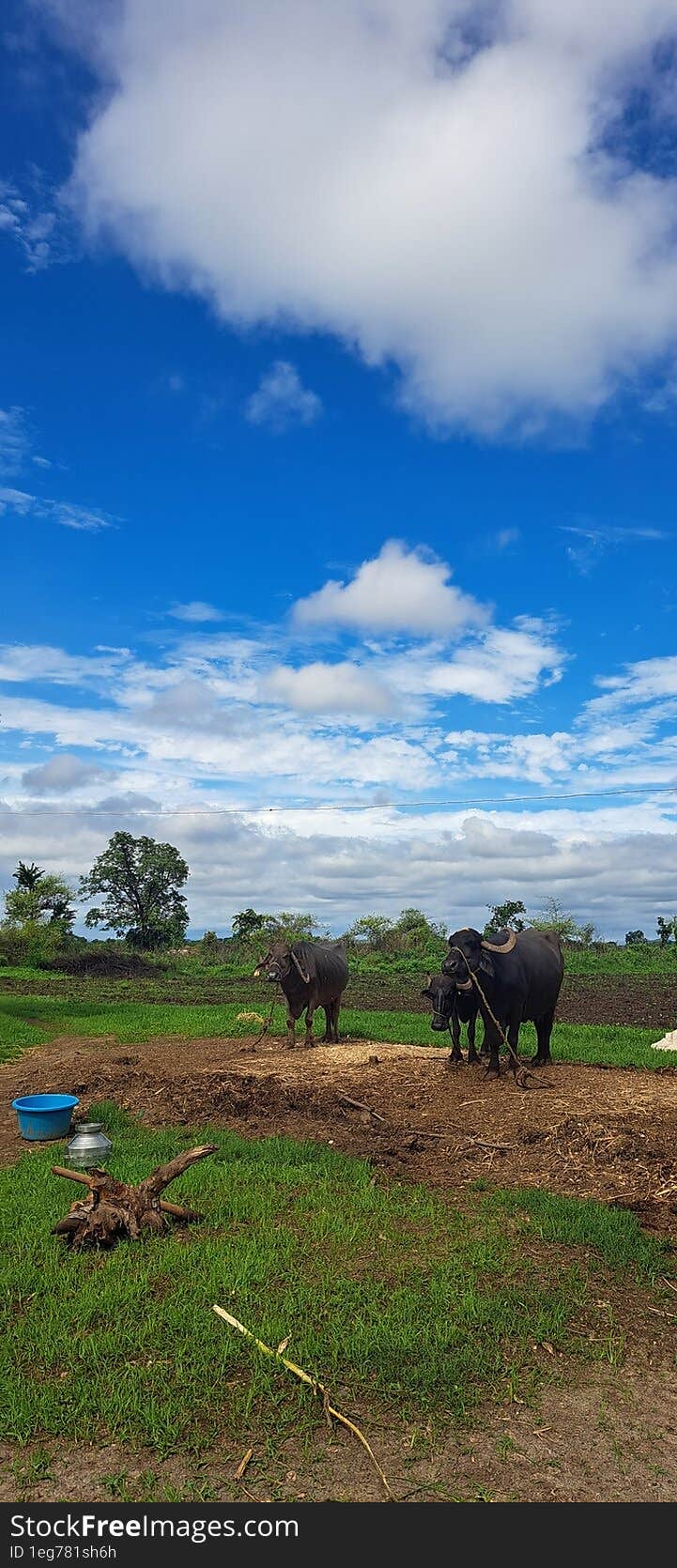 Nature and Animals cloud sky