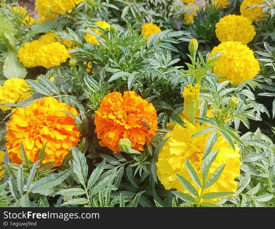 yellow and orange flowers of Tagetes marigolds