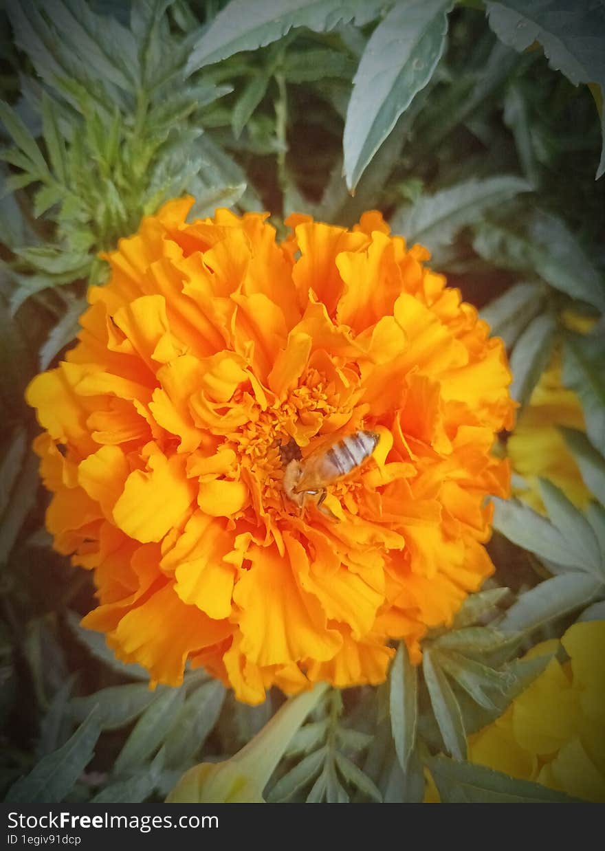 Orange petals of Tagetes marigold on which a bee is sitting