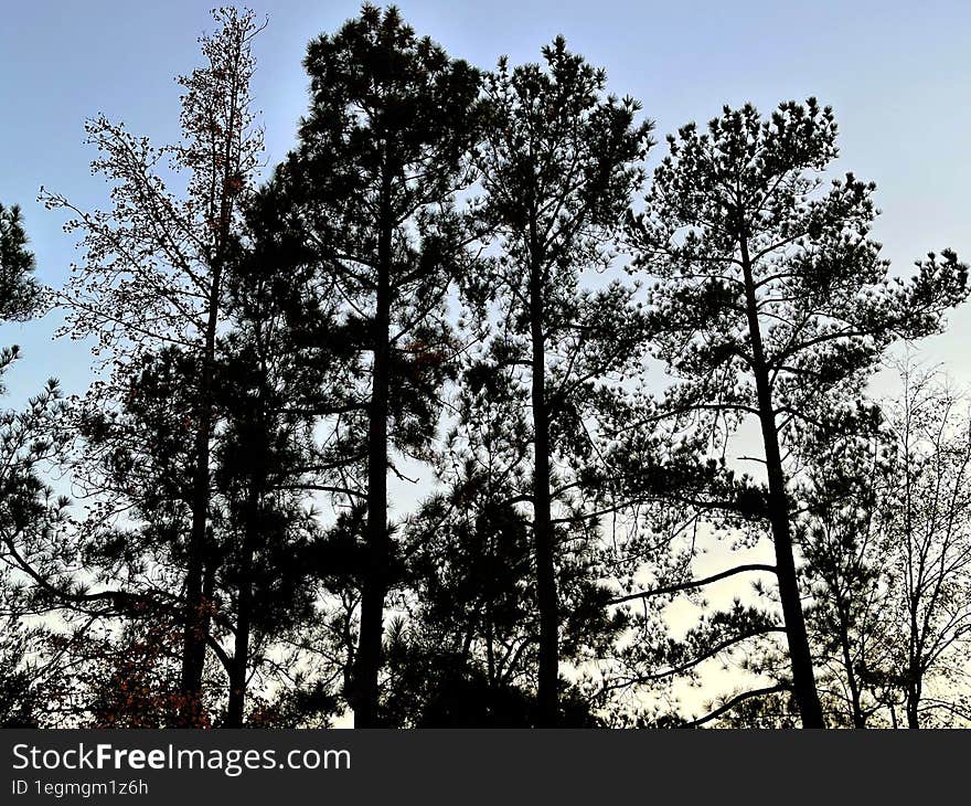 Silhouette Of Trees In A Forest