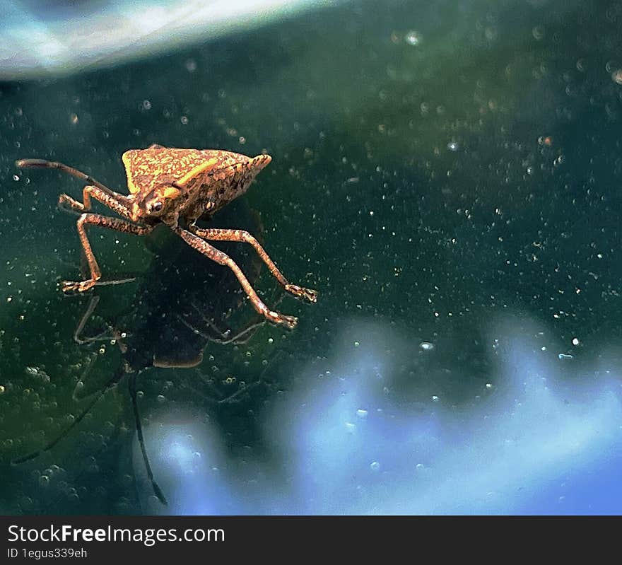 A bug on a windshield