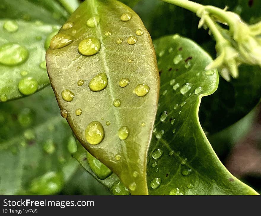 some rain drops on a leaf