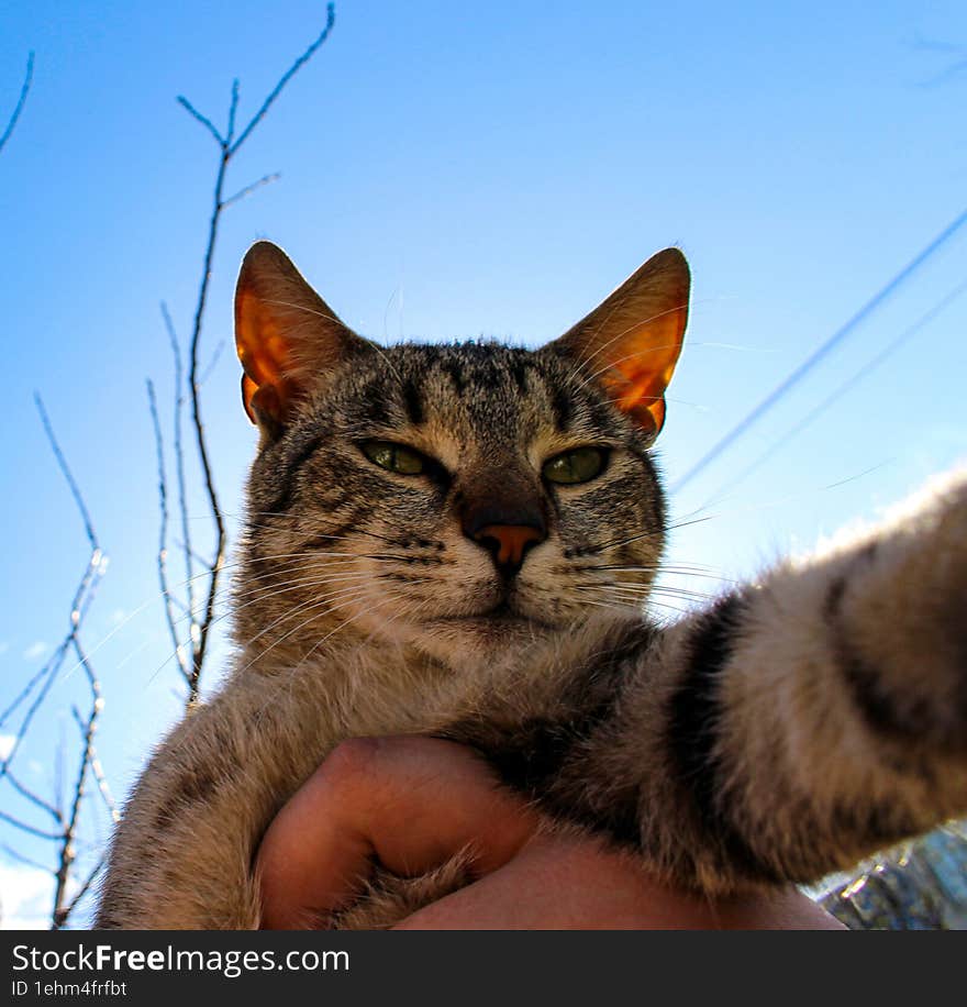 My cat Tomas taking a selfie. My cat Tomas taking a selfie.