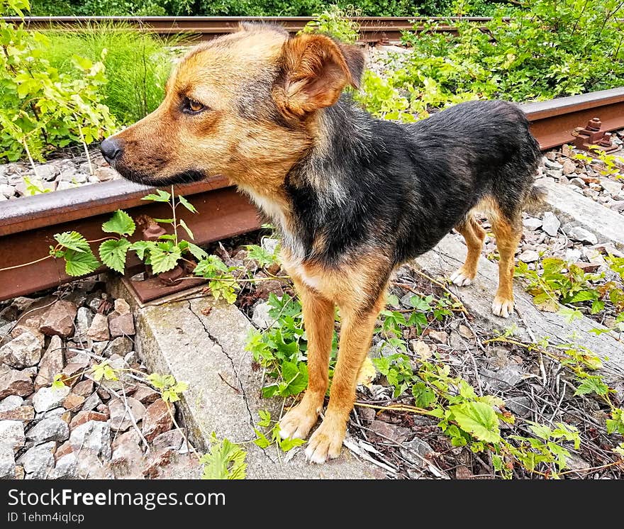 A railway dog ??that accompanied me to trainspotting