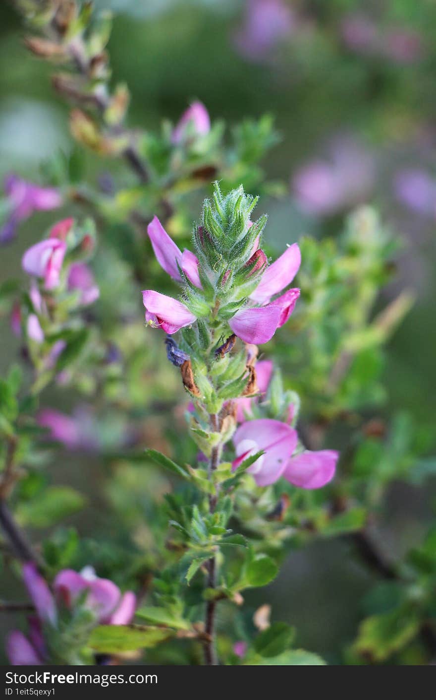 In The Wild, Ononis Arvensis Blooms In The Meadow