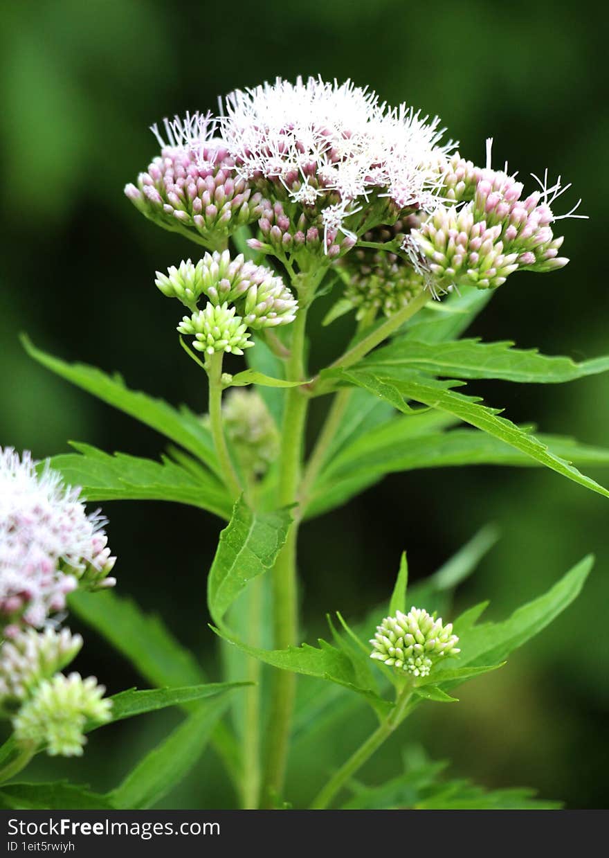 It blooms in the wild hemp agrimony & x28 Eupatorium cannabinum