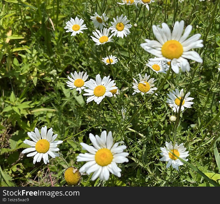 A photo of some daisies