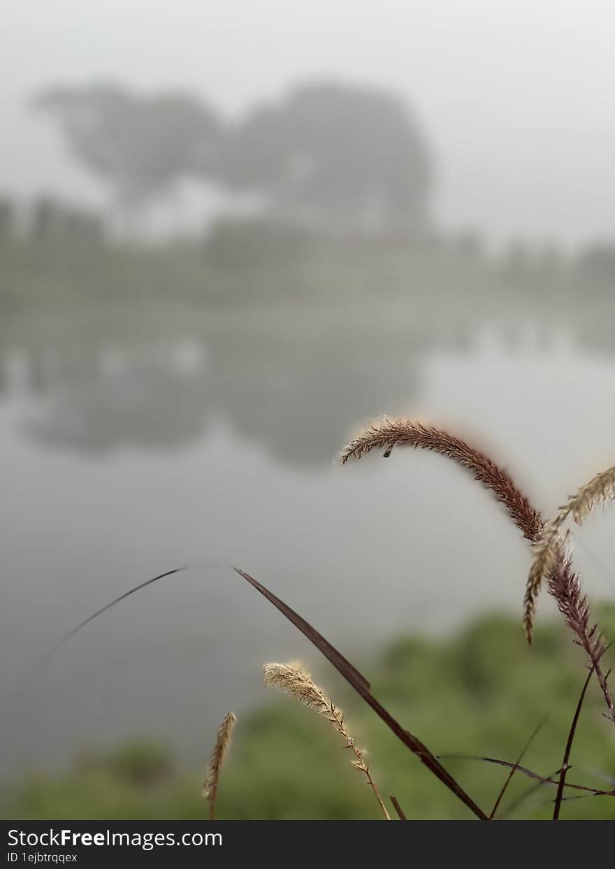 Grass flowers growing by the riverside are both beautiful and symbolic of simplicity and tranquility in nature. They possess a del