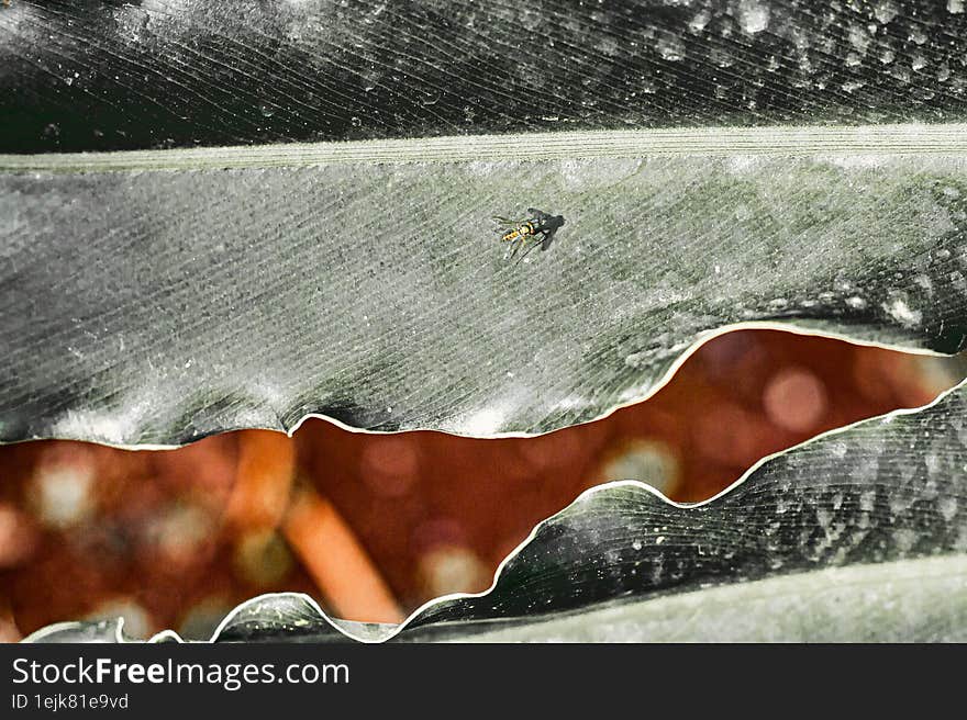 a lovely abstract leaf photo with a little insect on top of it.