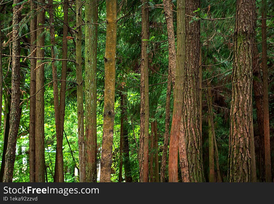 Background image of vertical tree trunks in a pine forest.