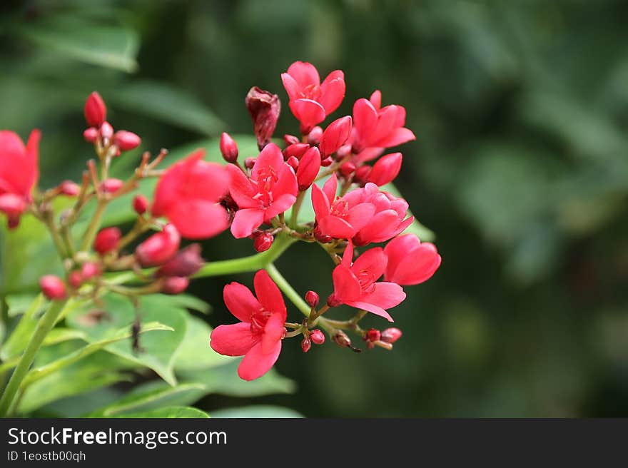 Beautiful And Natural Red Flower