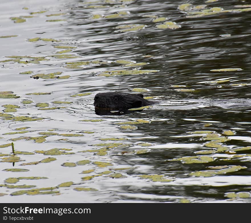 a beaver lazily swims in a water channe