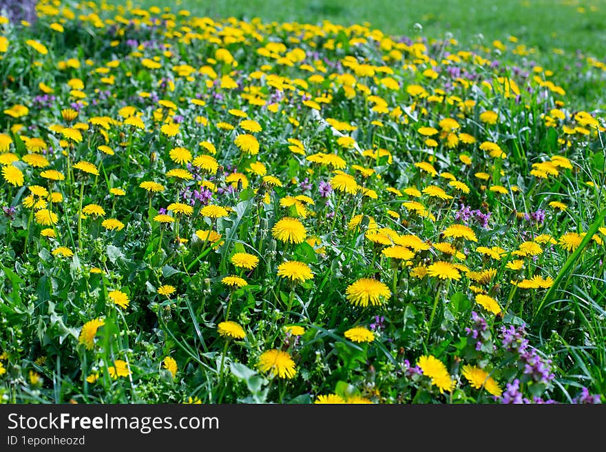 Wildflowers And Meadow Flowers On A Green Background