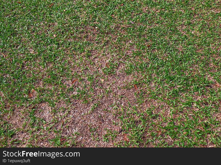 a grassy area with a few patches of green grass