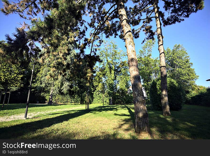 Pines in a lawn of a park at sunset seen from below