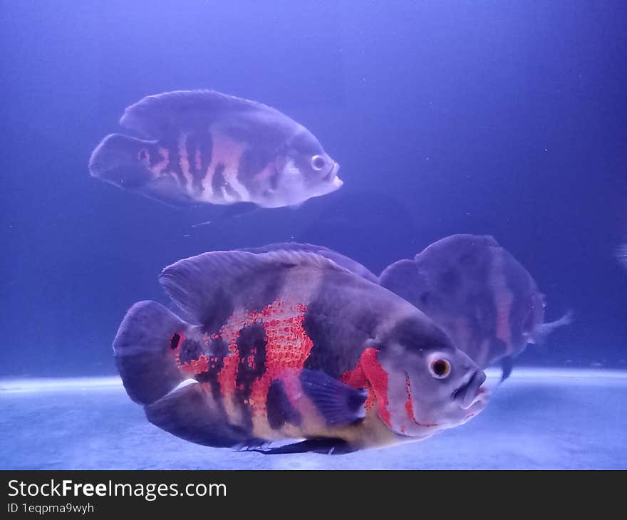 Some ornamental fish astronautus ocellatus swimming in an aquarium