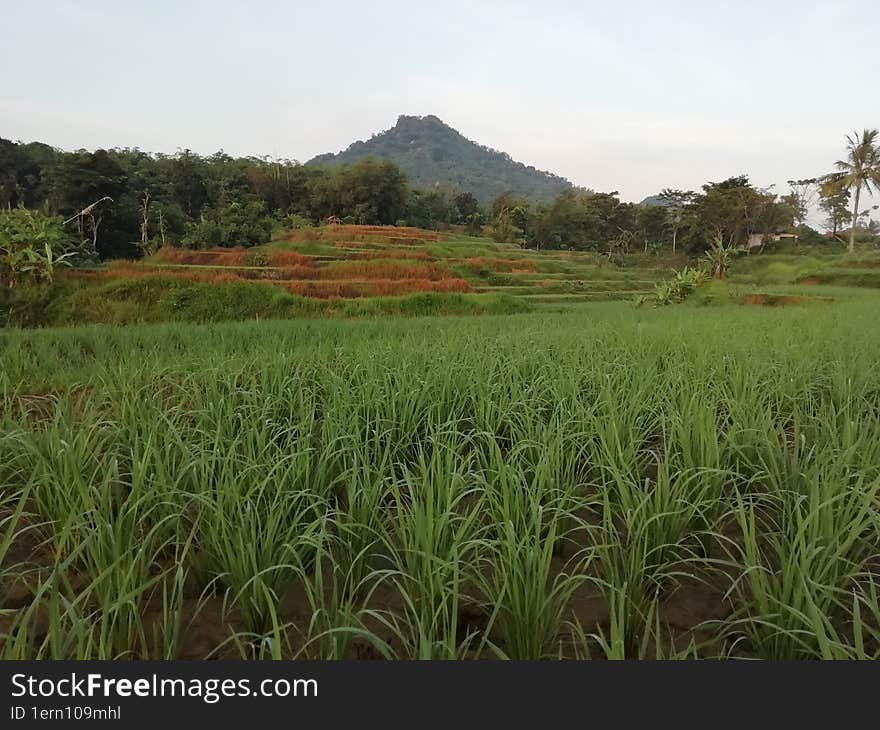 Landscape mountain and rice field