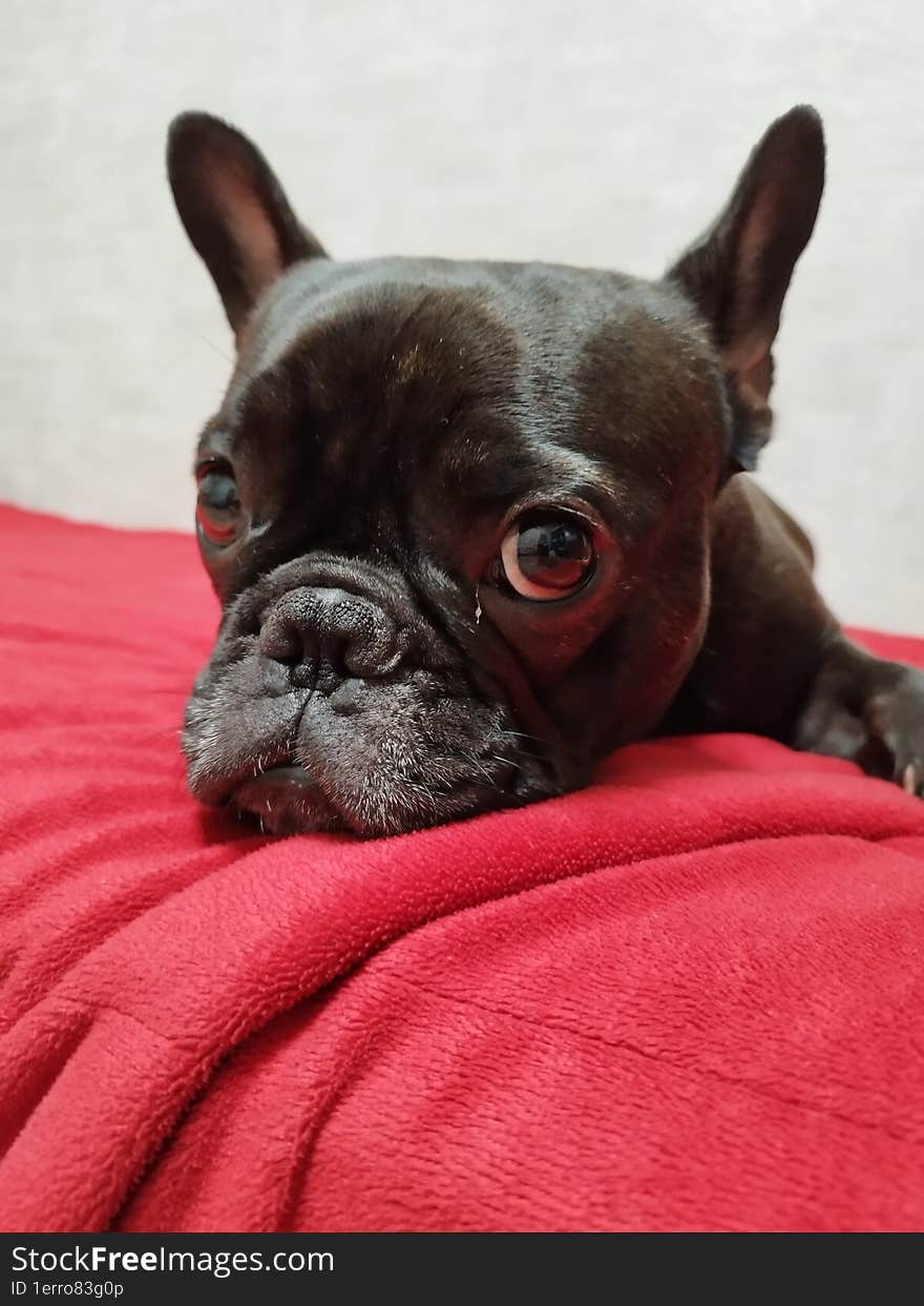 French bulldog. We took this animal into our family with the beginning of the war.