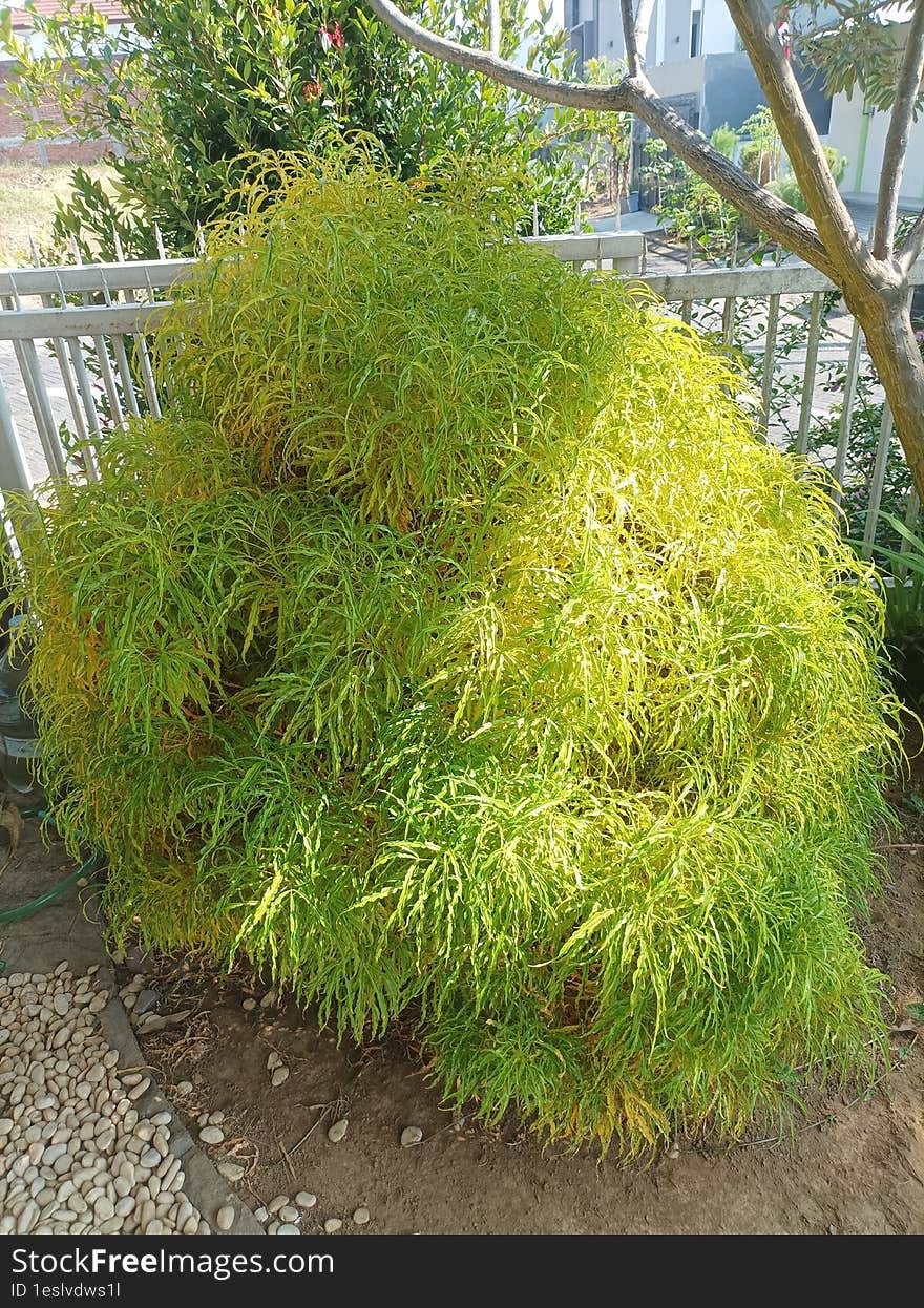 attractive and beautiful euodia flower