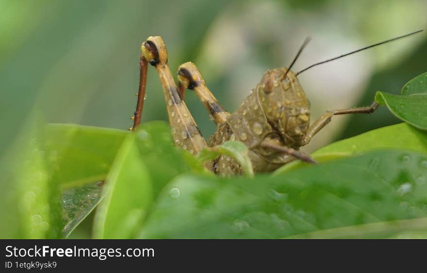 Green grasshopper on leaf in close-up, showcasing wildlife beauty through macro photography.