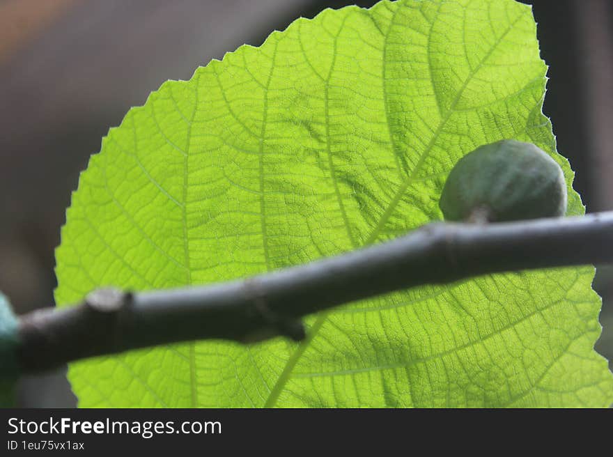 The Green Fig Ready To Grow