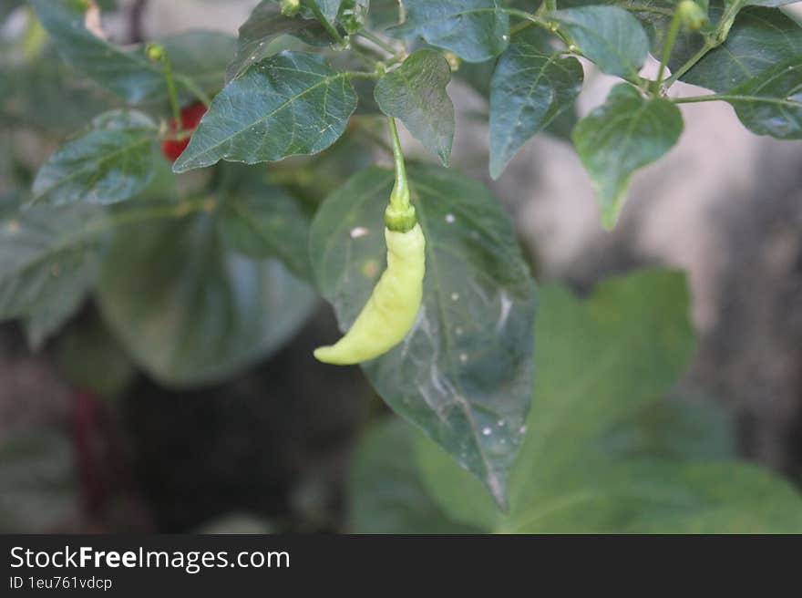 Growing The Green Chili In A Bag