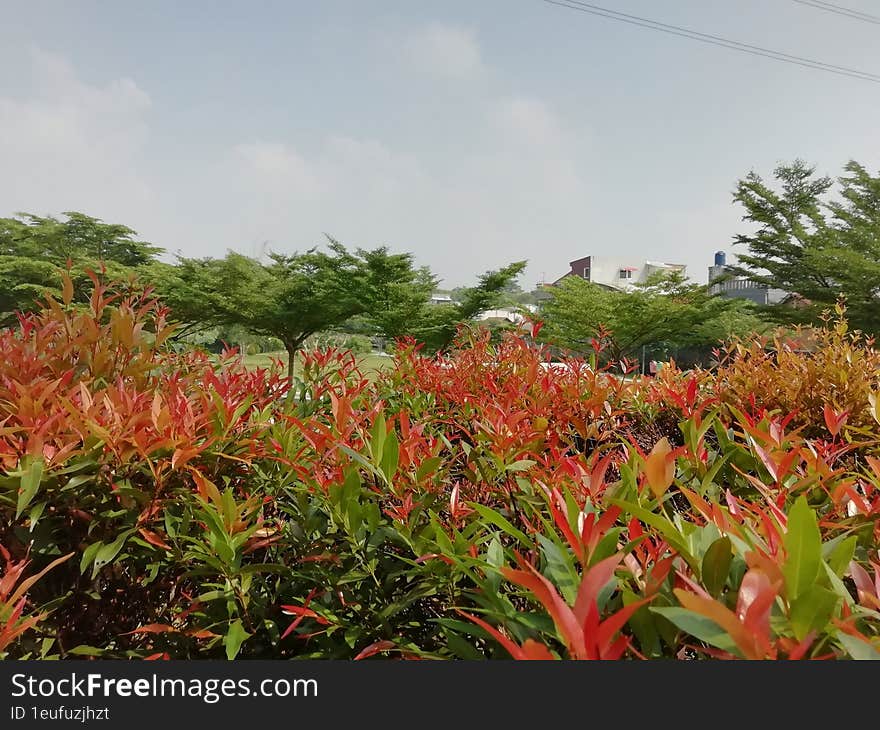 Red and green leaf in the park