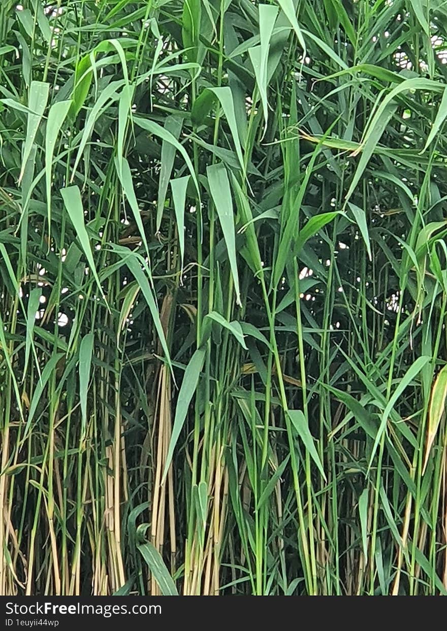 Tall Grass By A Small Creek.