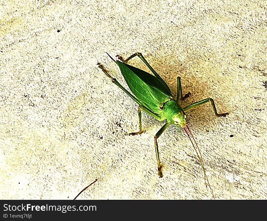 A katydid on the ground