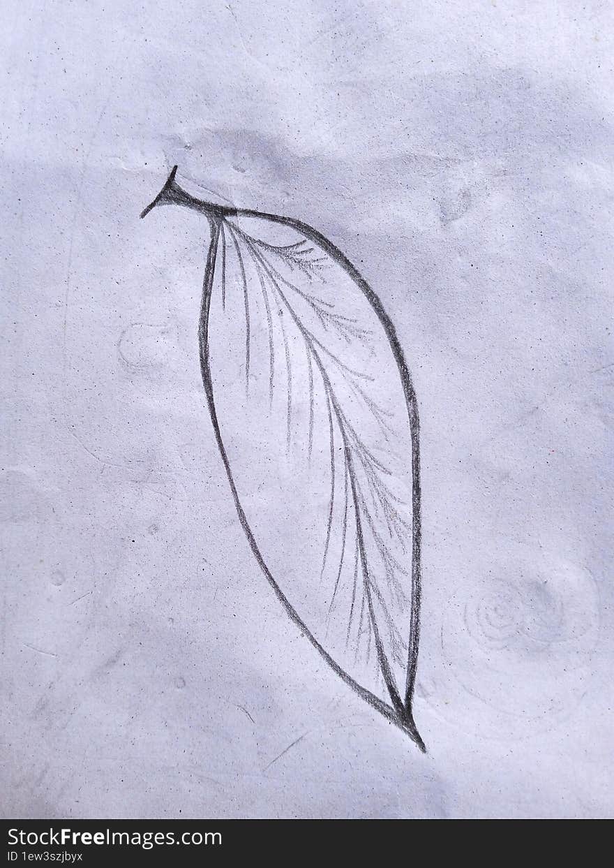 Hand drawn sketch of wide leaf on paper