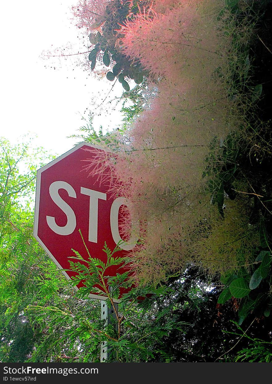 STOP sign covered by fuzzy tree