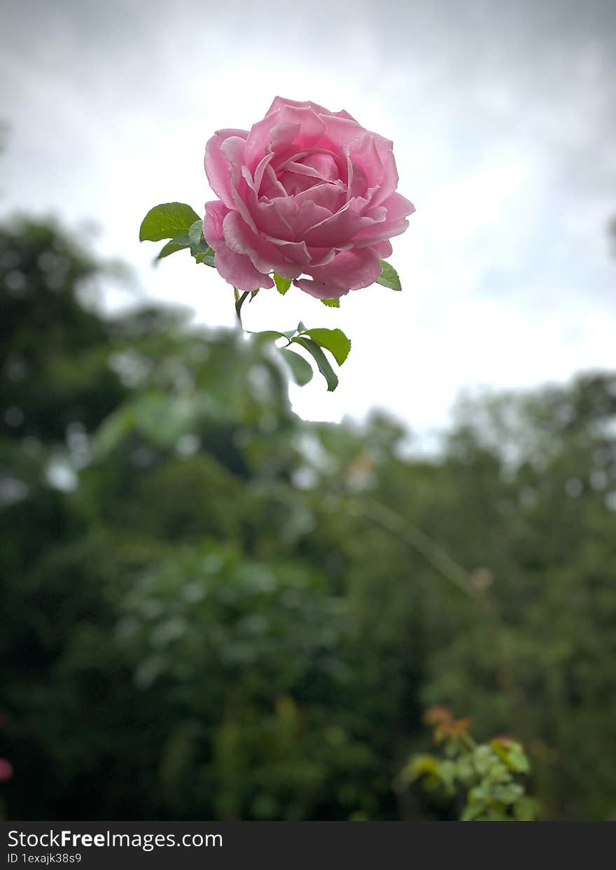 Bishop�s Castle Rose against the sky at dawn