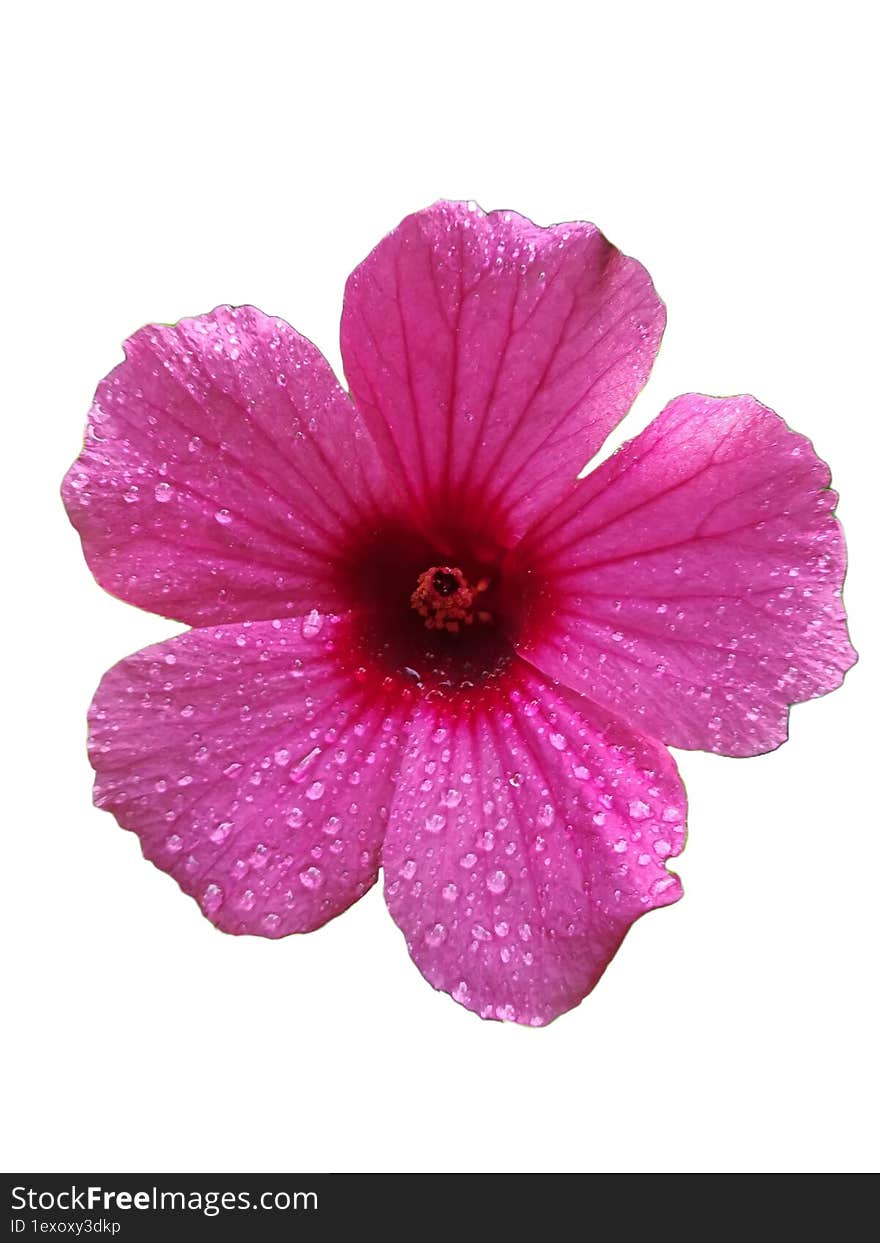 Pink Flower On White Background Isolate