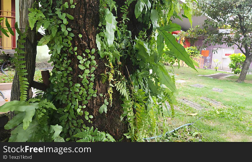 Beautiful Fern Grew On Tree Branch