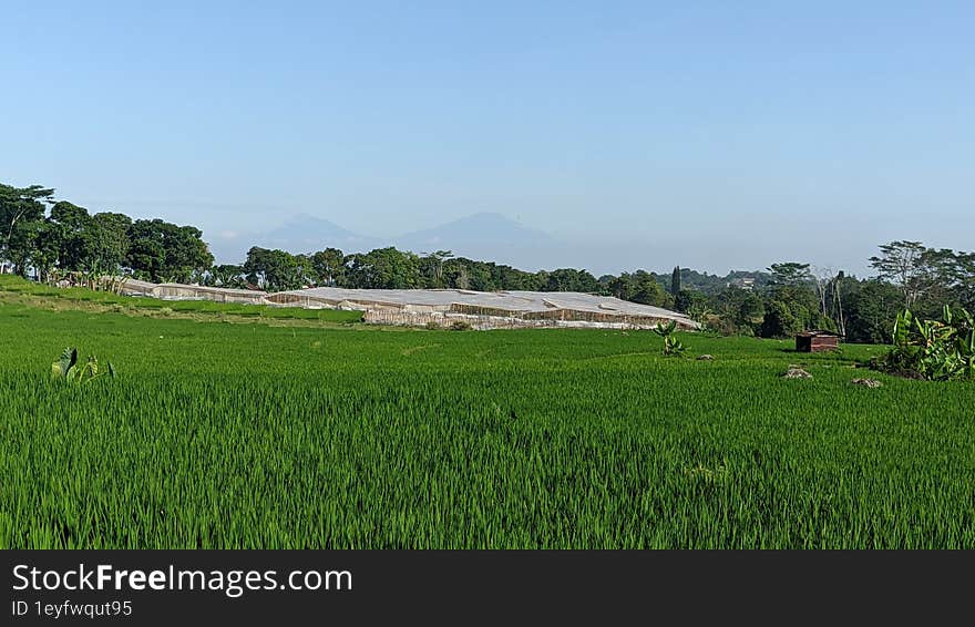 the beauty of the sunset in the rice fields of Indonesia