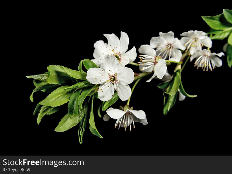 Plum blossom against dark background. Flowers and plants