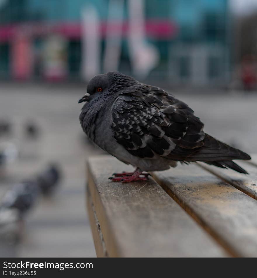 thoughtful dove on a bench