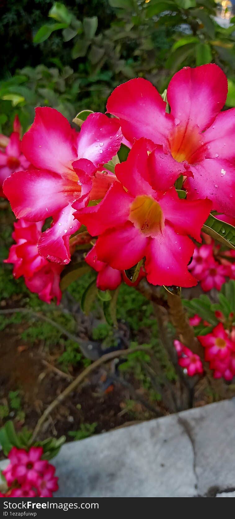 Beatifull flower  was taken front of my house, somewhere in Indonesia