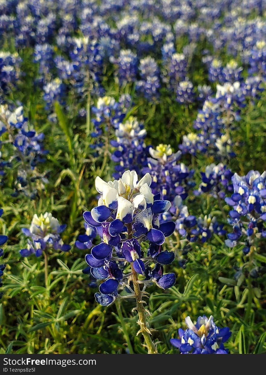 Texas bluebonnet flowers in the park.