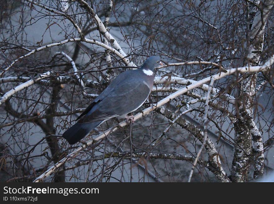 A Wild Pigeon Sits On A Branch In Winter