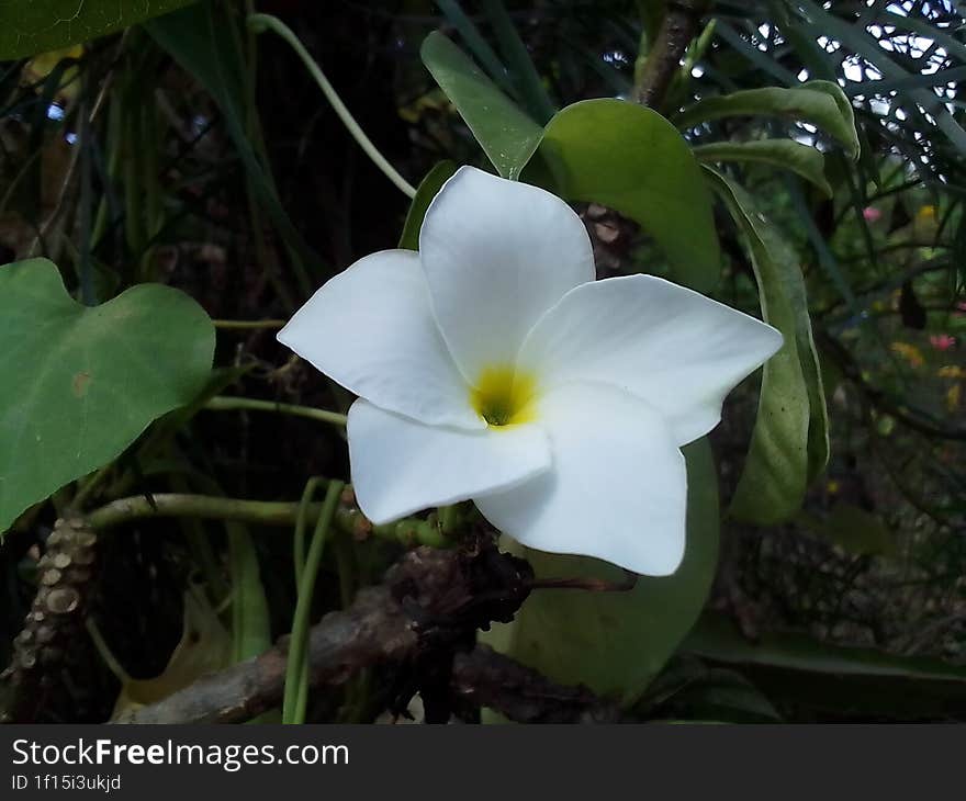 A species of flower unique to Sri Lanka is known as Vatu Sudda