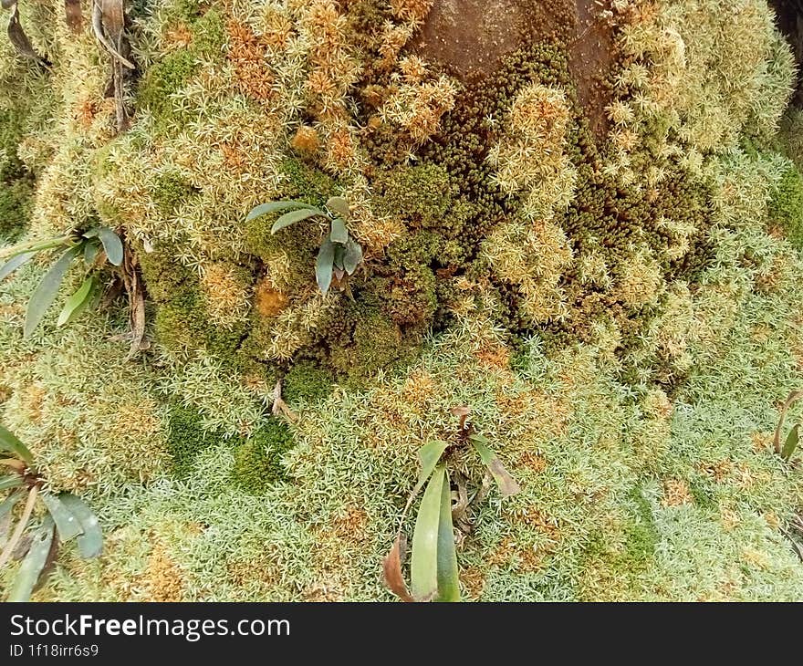 green moss plant that lives and attaches to its host