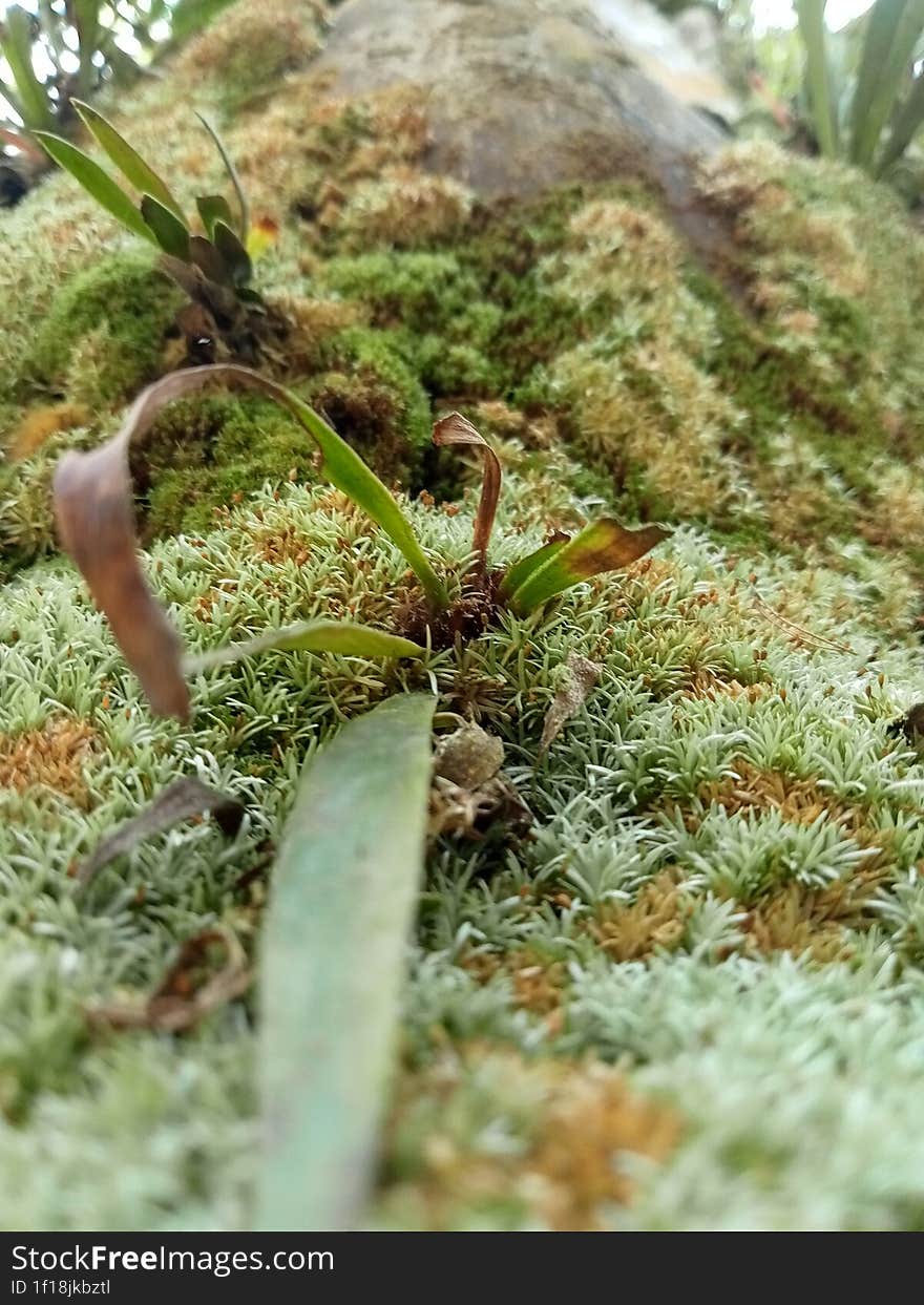 green moss plant that lives and attaches to its host