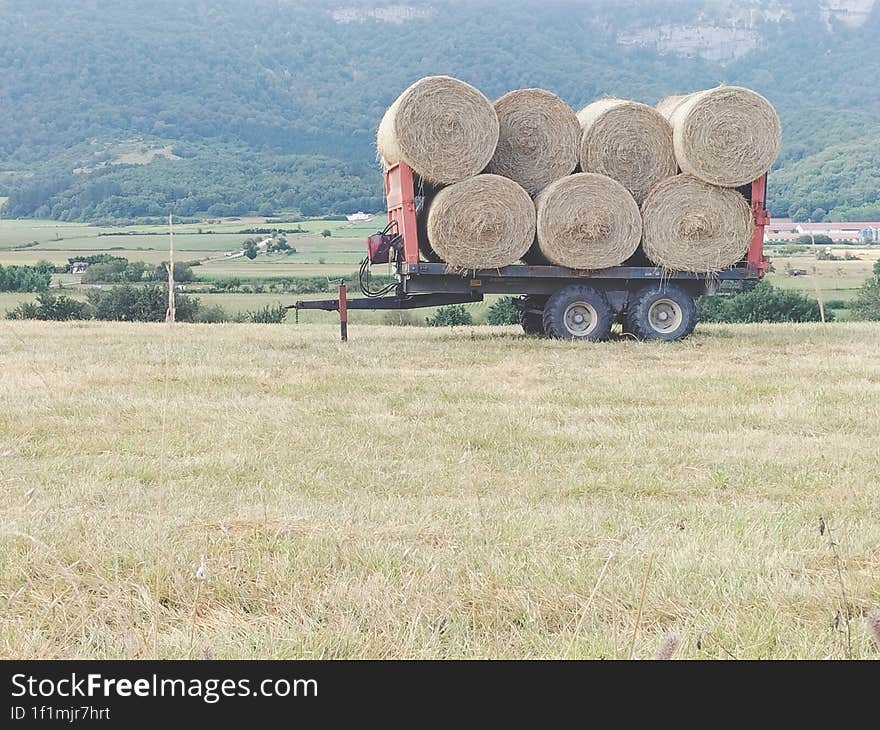 Freshly sheared alpacas on the cart that will transport them.