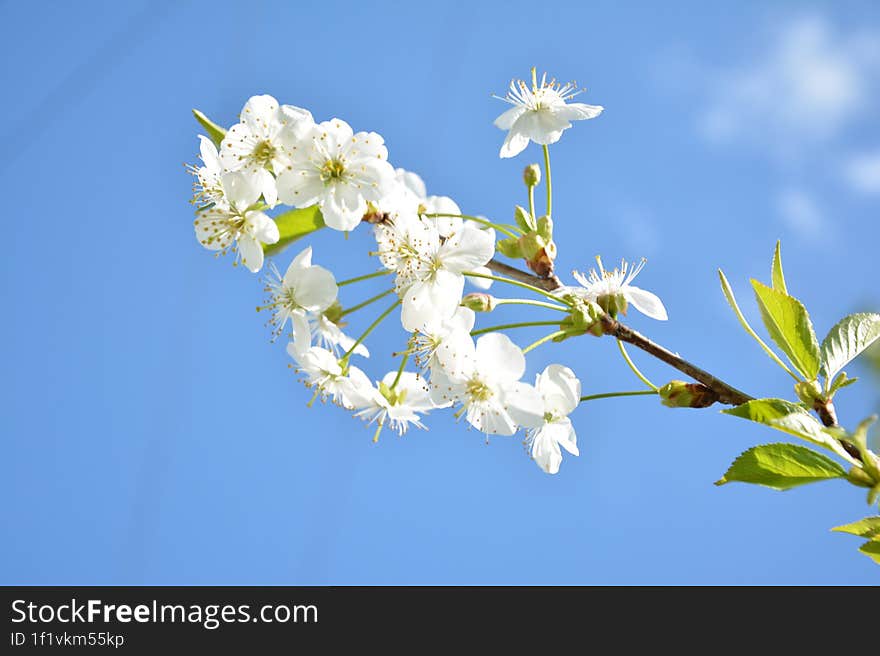 Beautiful Spring Cherry Flowers Under The Sun