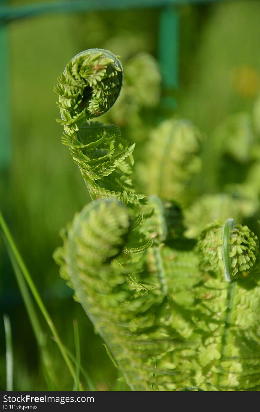 Beautiful Fern Under The Sun