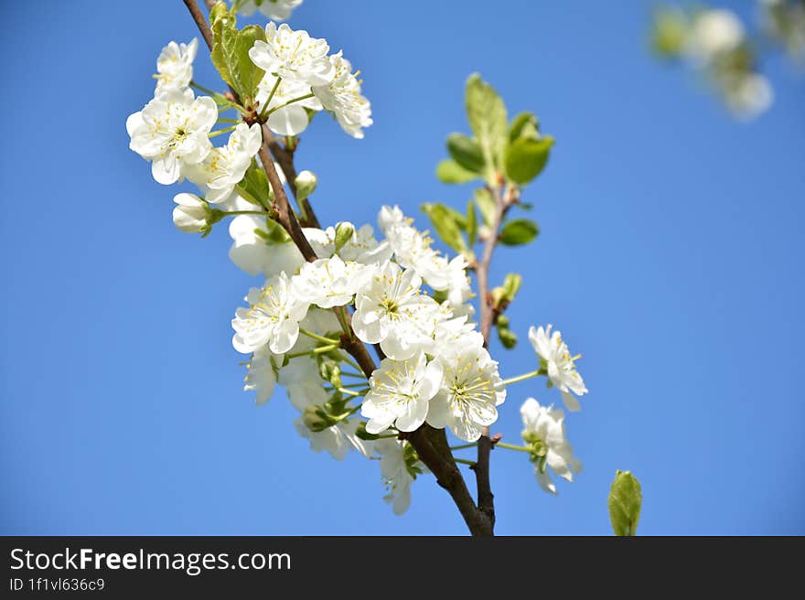 Beautiful spring white cherry flowers