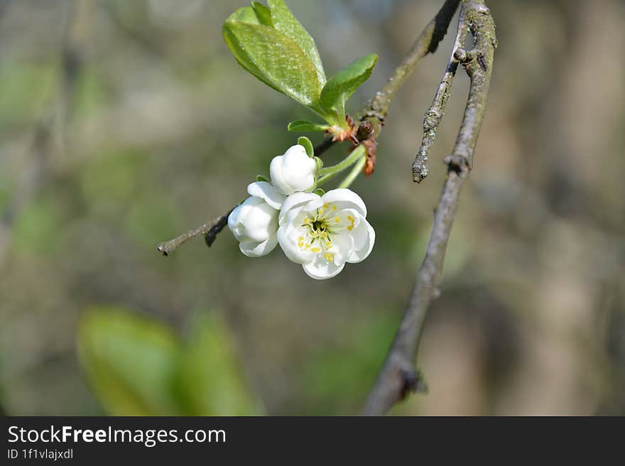 Beautiful spring white cherry flowers