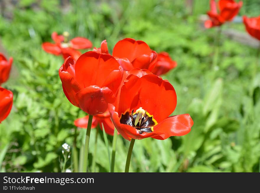 sun tulips flowers, spring green background