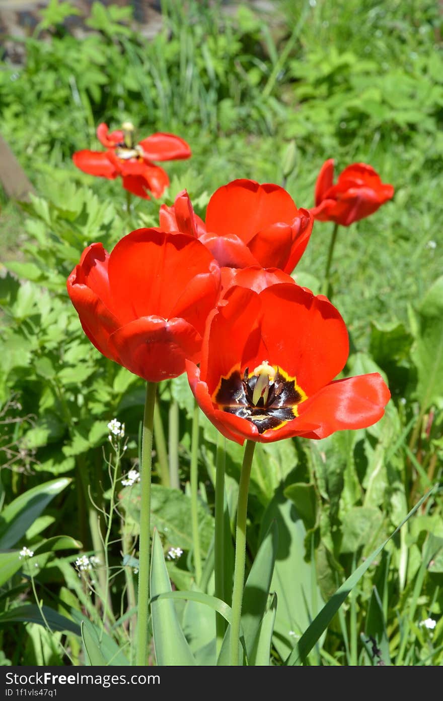 sun tulips flowers, spring green background